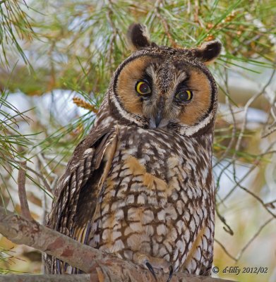 Great Horned Owl-3