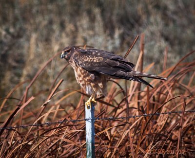 Northern Harrier, on fence