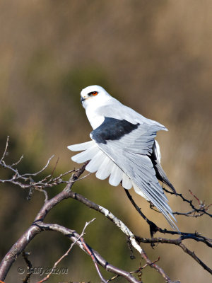 White-tailed Kite, tail fan