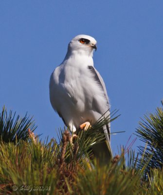 White-tailed Kite on pine tree