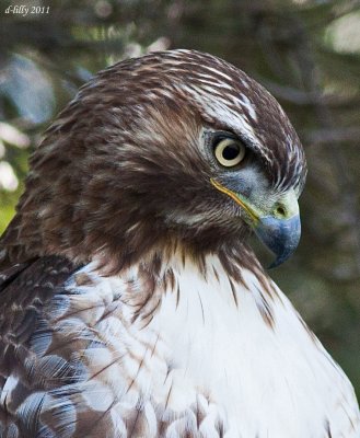 Red-tailed Hawk, stare