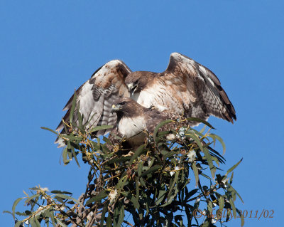 Red-tailed Hawks, mating