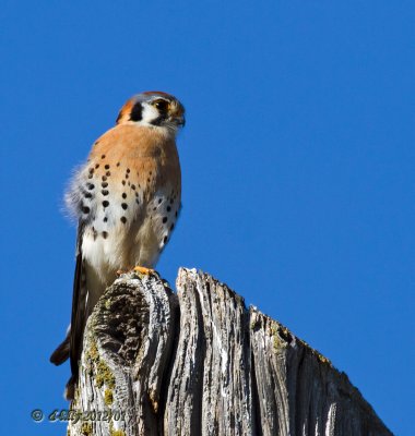 American Kestrel on pole