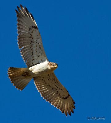 Ferruginous Hawk wingspan