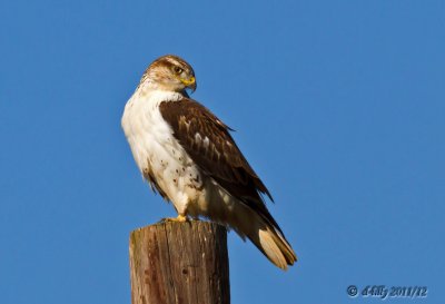 Ferruginous Hawk on pole