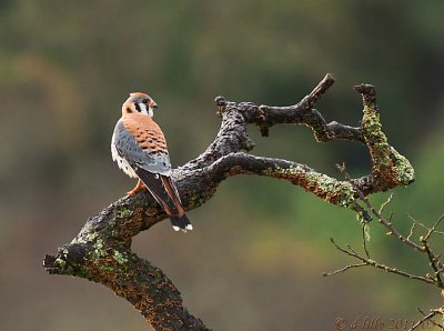 American Kestrel