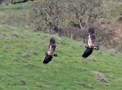Bald Eagles, juveniles tandem flight