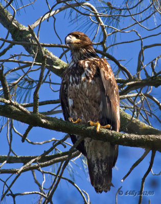Bald Eagle, juvenile-2