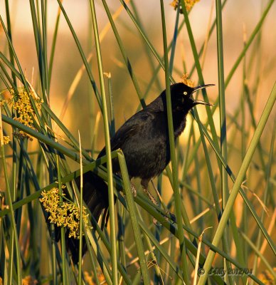 Great-tailed Grackle