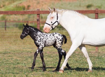 Stonewall Sport Horse breed