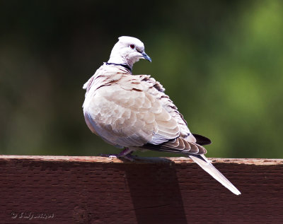 Eurasian Collared-Dove