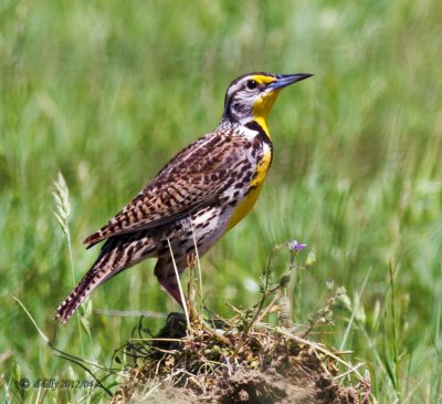 Western Meadowlark