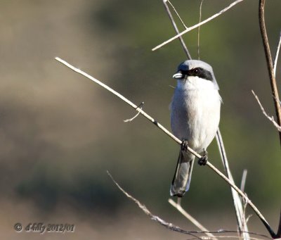 Northern Shrike