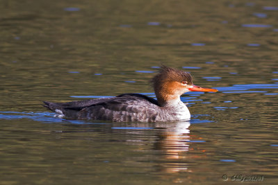 Red-breasted Merganser