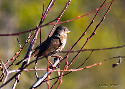 Fox Sparrow