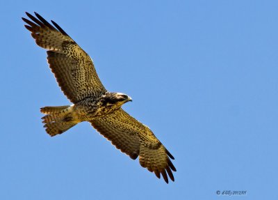 Swainson's Hawk