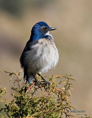 Western Scrub Jay