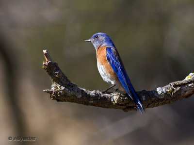 Western Bluebird