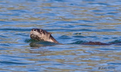 River Otter