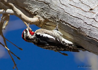 Red-throated Sapsucker