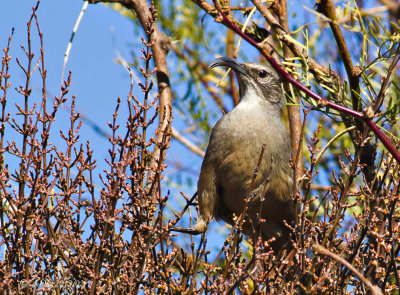 California Thrasher