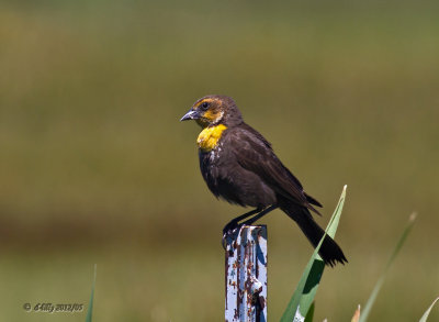 Yellow-headed Blackbird