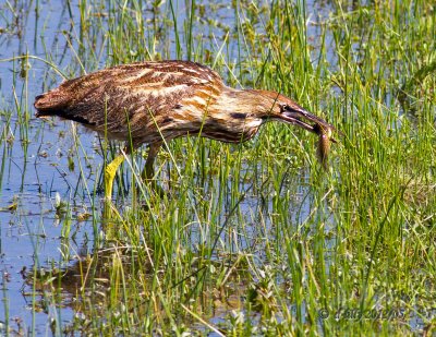 American Bittern