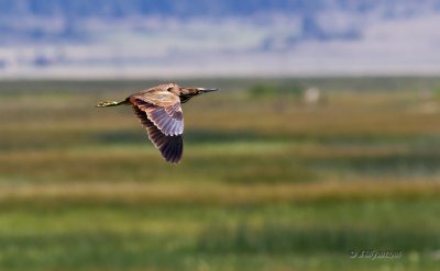 American Bittern in flight