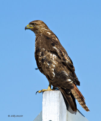 Red-tailed Hawk