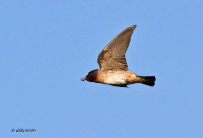 Cliff Swallow