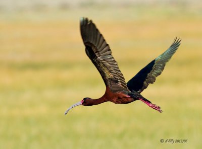 White-faces Ibis