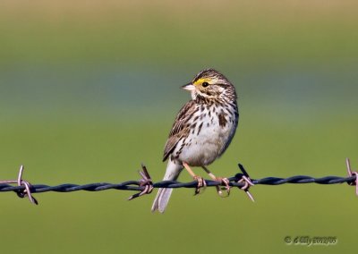 Savannah Sparrow