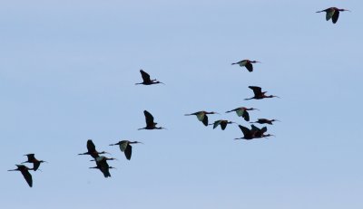 flock of Ibis