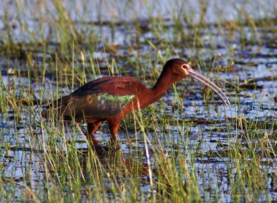 White-faces Ibis in  marsh