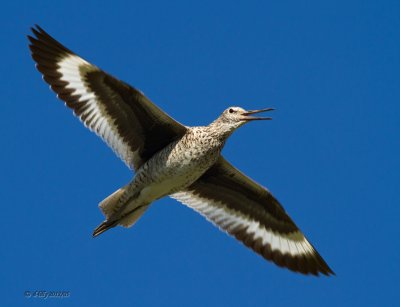 Willit in flight