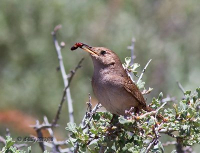 Sedge Wren with bug