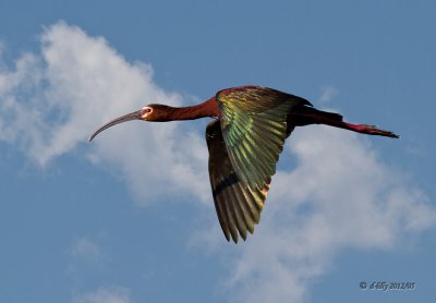 Ibis overlay clouds