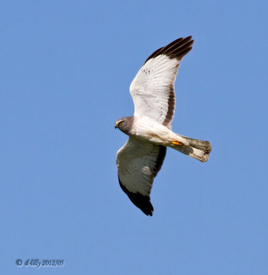 Northern Harrier