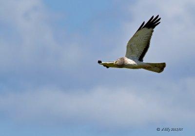 Northern Harrier male