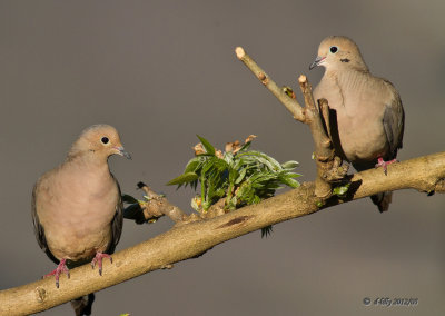 Mourning Dove pair