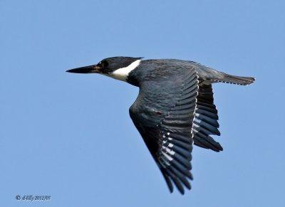 Belted Kingfisher flying