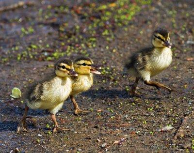 Mallard ducklings on the run