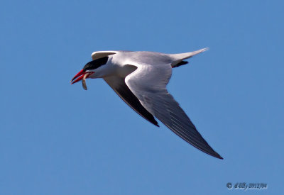 Caspian Tern with fish