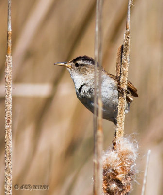 Marsh Wren