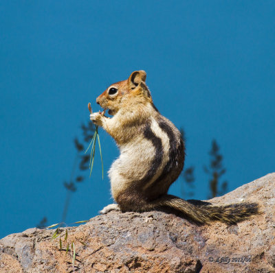 Golden-mantled Ground Squirrel