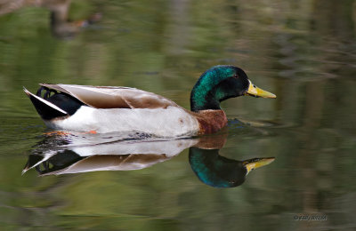 Mallard Duck, male