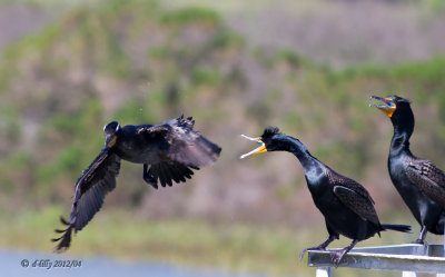 Double-crested Cormorants confrontation