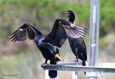 Double-crested Cormorants on rail