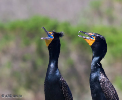 Double-crestsed Cormorants