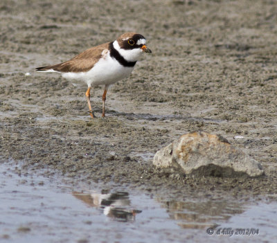 Western Sandpipers in flight